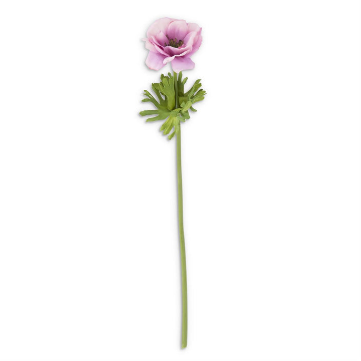 Purple Buttercup Wildflower