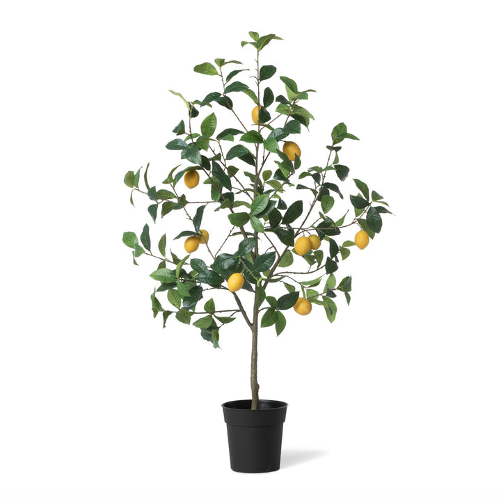 Lemon Tree in Pot